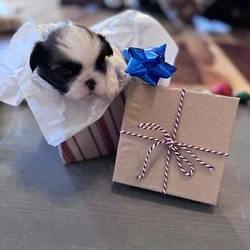 • “Adorable AKC Shih Tzu Puppies Ready for Their N