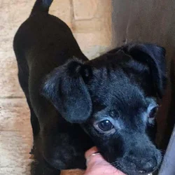 Maltese pug Chihuahua puppies