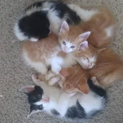 Free Christmas kittens (have five)