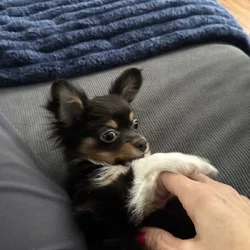 Beautiful Chihuahua