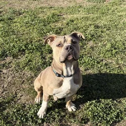Meet Caine American bully