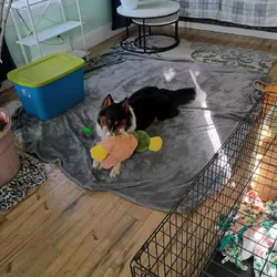 Rehome boarder collie