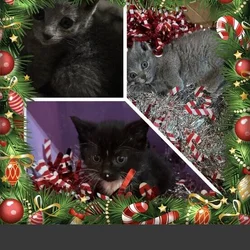 Just in time for Christmas