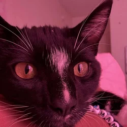 Giving away a 6 month old tuxedo cat