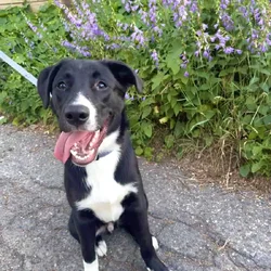 Kobe needs a home!