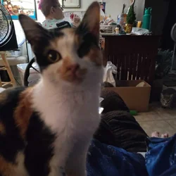 Beautiful Calico Female 6 to 8 months old.
