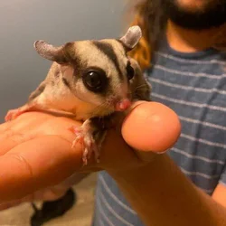 Sugar Glider (colony of 3)