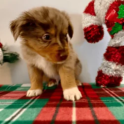 Australian Shepherd Puppies!
