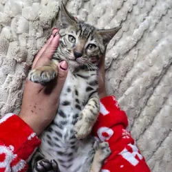 Beautiful bengal kitten