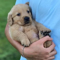 Puppy Girl