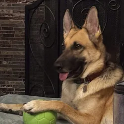German Shepherd Dog Female