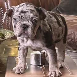 French Bulldog