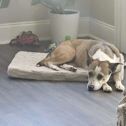Emergency Rehome