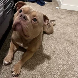 Lovable Pocket Bully