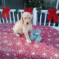 Goldendoodle puppies just ready