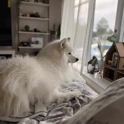 Beautiful Samoyed for Rehoming