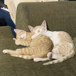 Siblings looking for inside home
