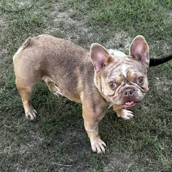 Female French bulldog Frenchie
