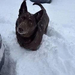 Dog maple rehome