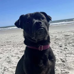 Adopt Onyx