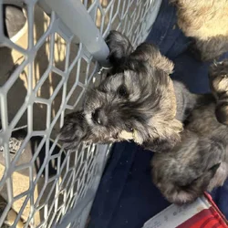 MalShi Puppies ready to go!