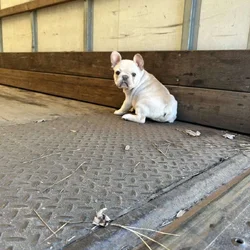 French bull dog