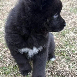 Artur the Pomsky