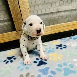 Breed Winner Dalmatian Puppies