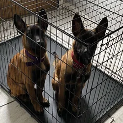 Belgian Malinois