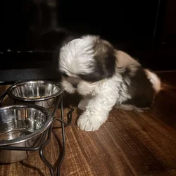 Shin Tzu puppy