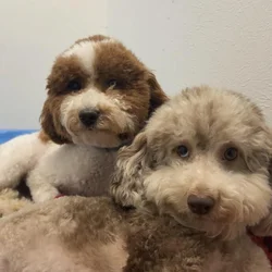 Red and White Miniature Poodle