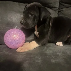 Great Dane Puppies