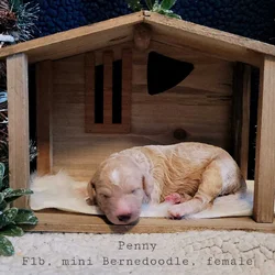 Mini Bernedoodle - Penny