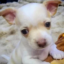 Baby Bear - Your Chi for the New Year!