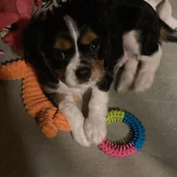 Cavalier puppies AKC tri color