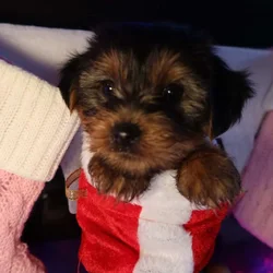 Adorable Yorkie Terrier Puppies Ready 4 Christmas
