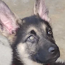 JAX, 3 MONTHS OLD MALE GERMAN SHEPHERD PUPPY