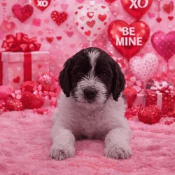 Labradoodle puppies available