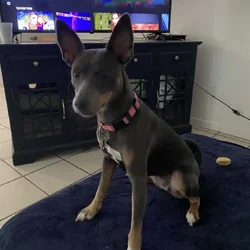 Female Rat Terrier