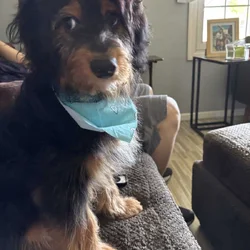 9 month old Aussiedoodle