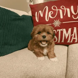 Santa’s little snuggly Lhasa with Video!
