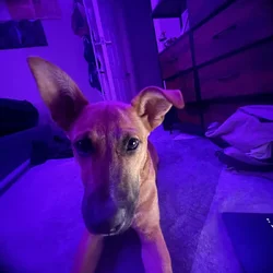 Hi, I’m Bucky! 🐾 Playful Pup Needing A New Home