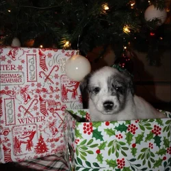 Merle doodle/blue heeler mix