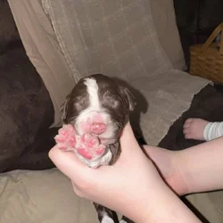 Bernedoodle Puppies