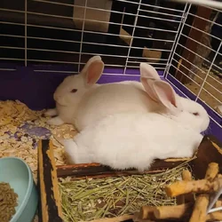 Albino Bunnies