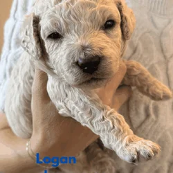Medium Doubledoodle Goldendoodle Labradoodle Pups