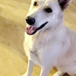 White German Sherpherd