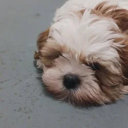 Shih Tzu puppies available they are 11 weeks