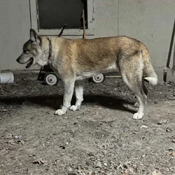 Max