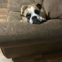 Bruno, American Bulldog